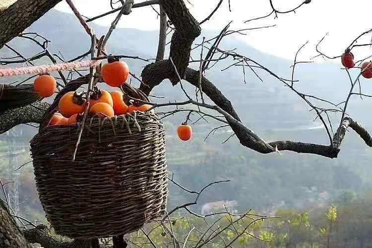 果园风光
