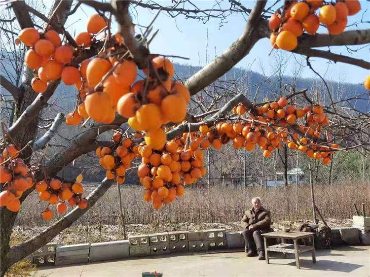 果园风光